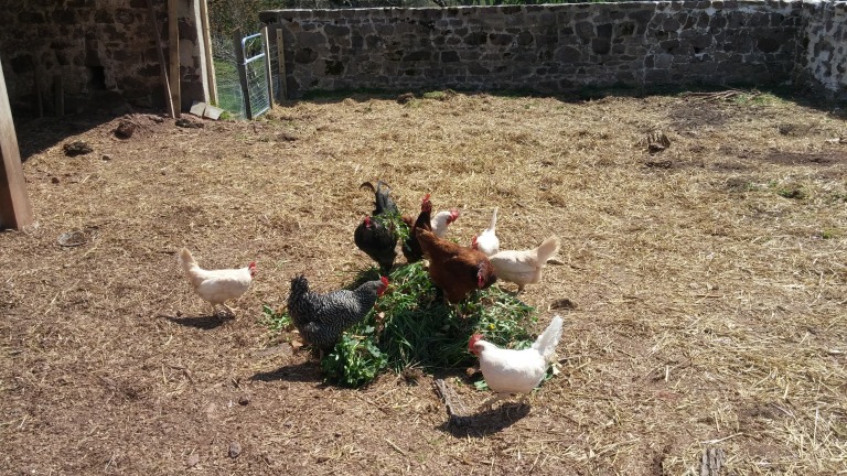 chickens%20with%20weeds[1].jpg