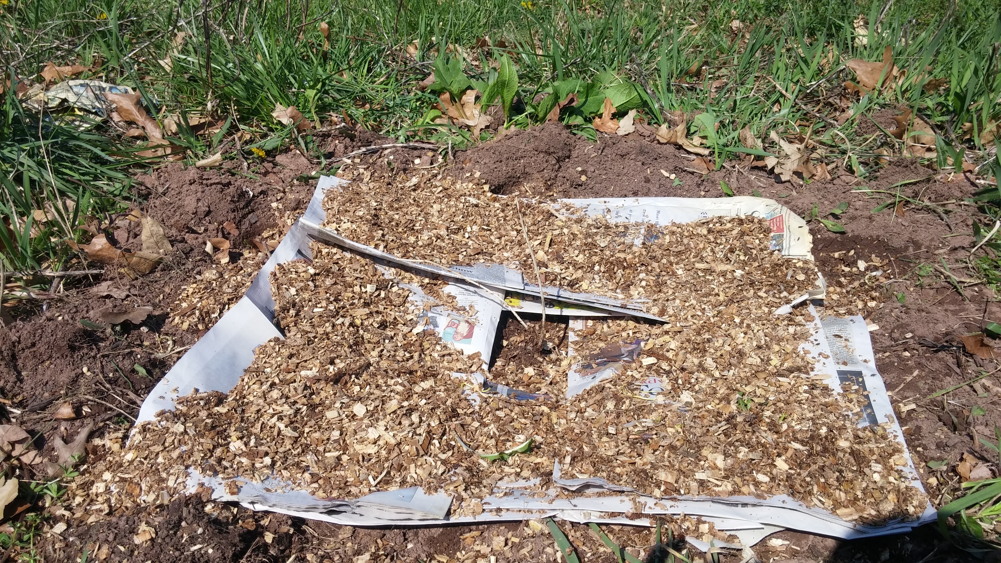 mulchedgooseberry[1]