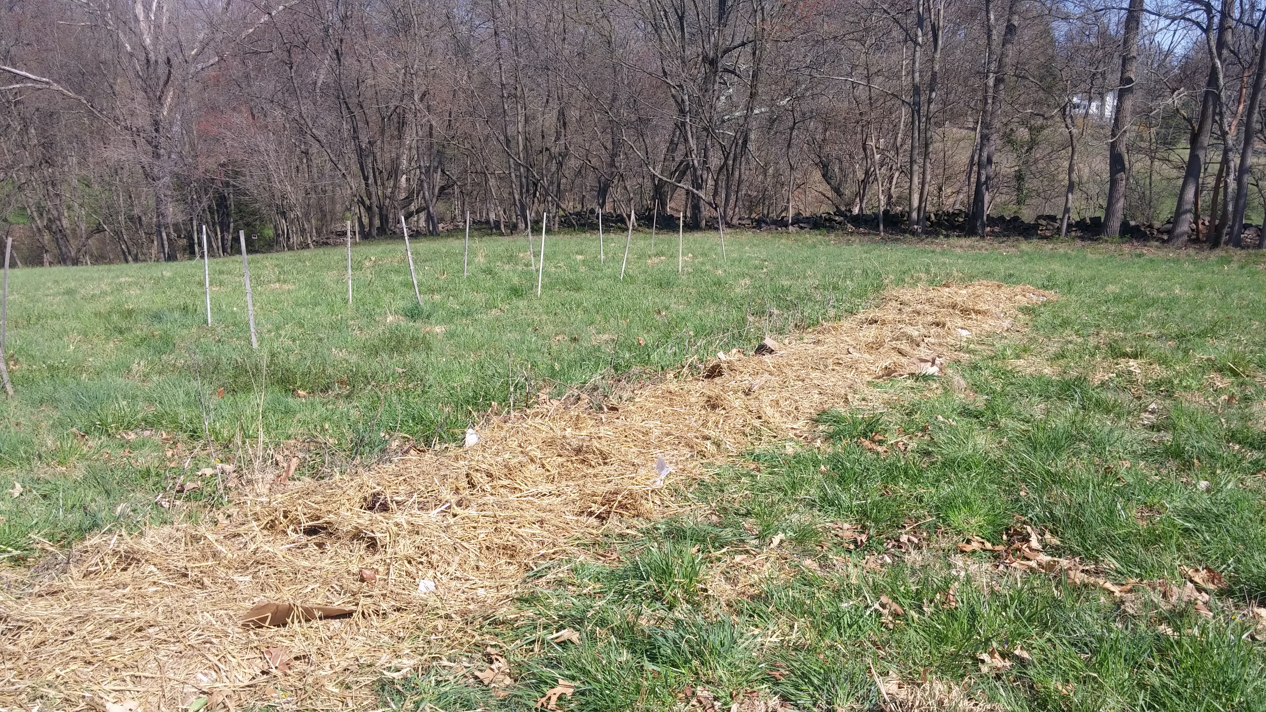 strawallgooseberries[1]