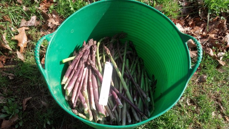 1st%20asparagus%20harvest%20basket[1].jpg