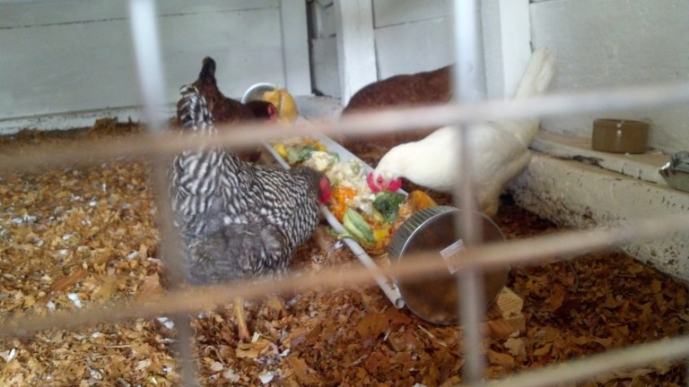 4%20chickens%20trough[1].jpg