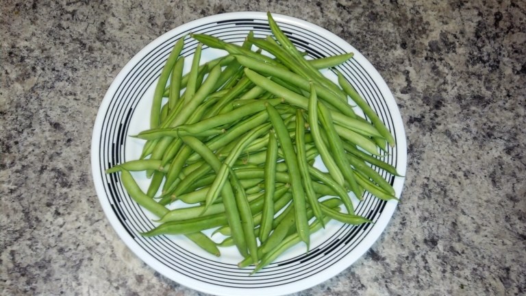 brinker%20carrier%20beans[1].jpg