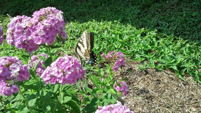 butterly%20phlox[1].jpg