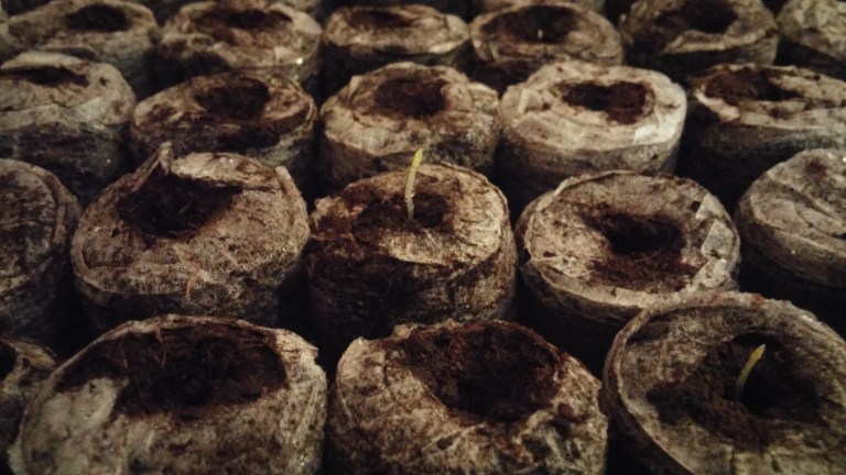 First%20PA%20asp%20germinated[1].jpg