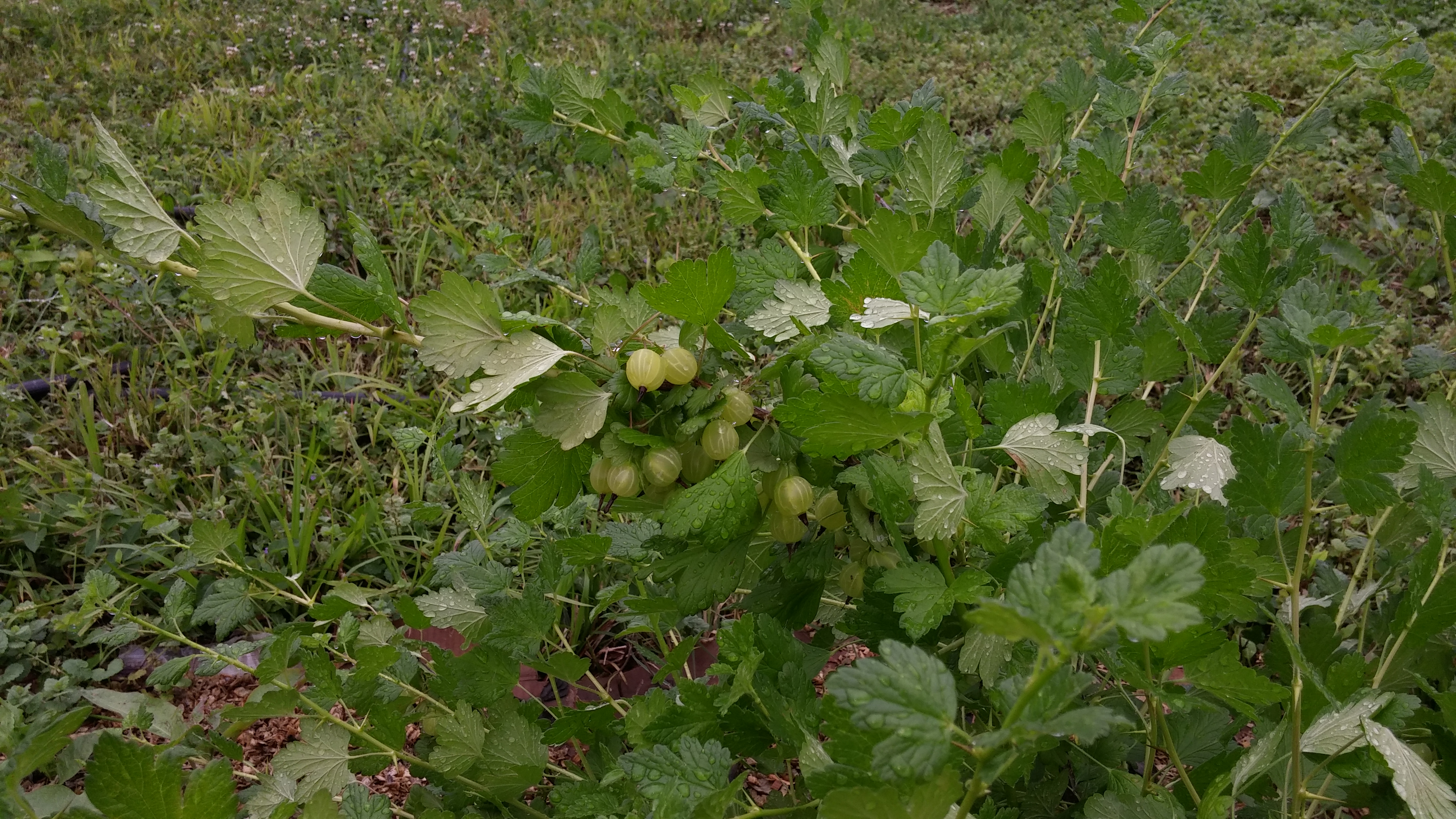 gooseberries%20on%20plant[1].jpg