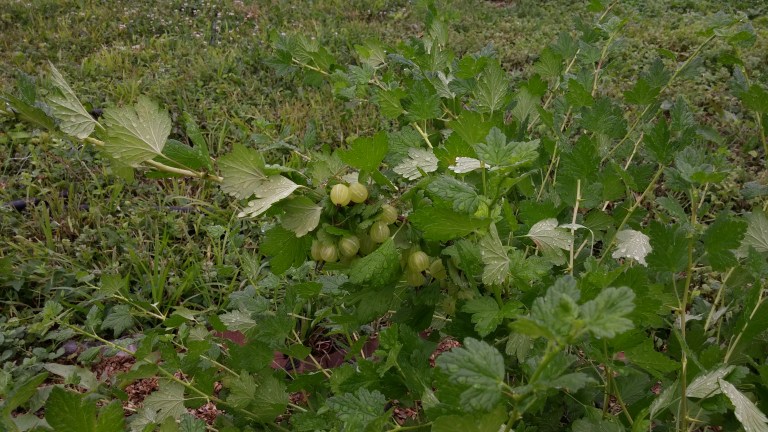 gooseberries%20on%20plant[1].jpg