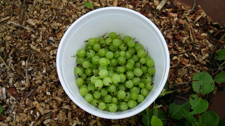 harvested%20gooseberries[1].jpg