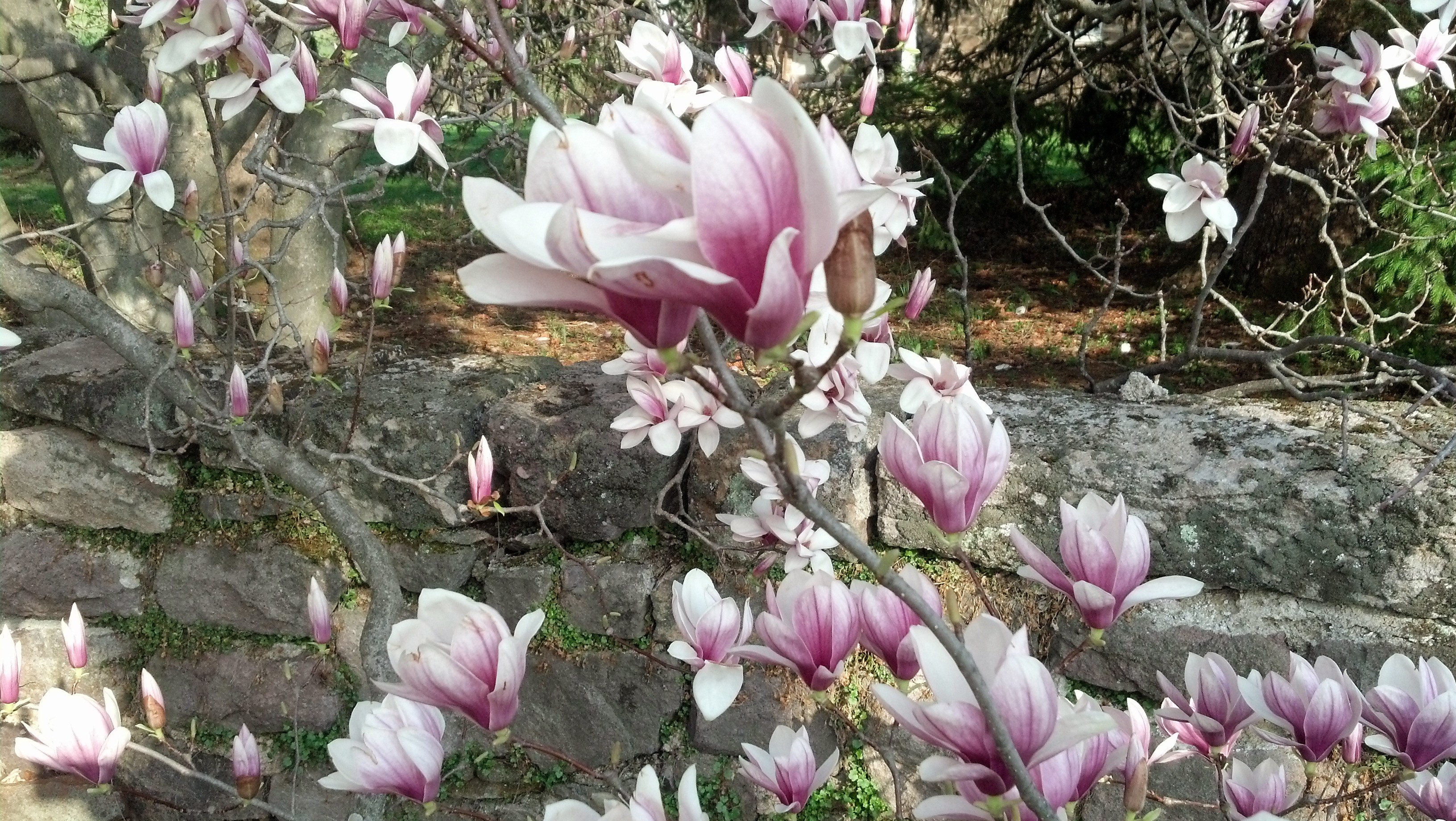 magnolia%20April%202015[1].jpg