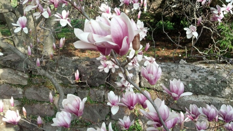 magnolia%20April%202015[1].jpg