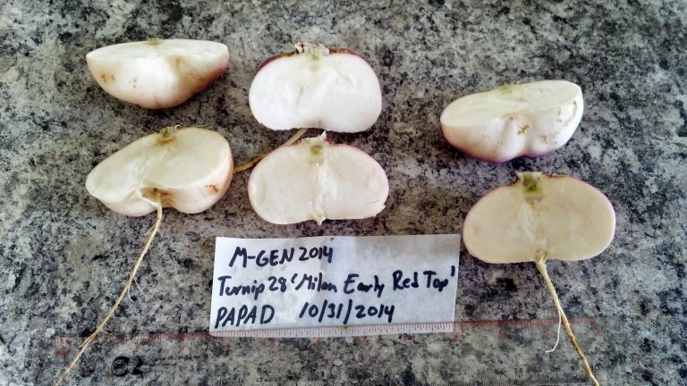 Milan%20Turnip%20Cut%20Roots%202014[1].jpg
