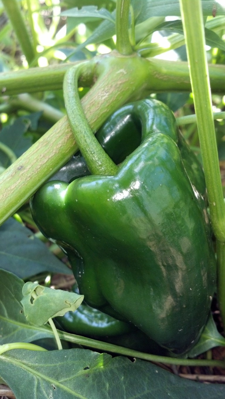 Poblano[1].jpg