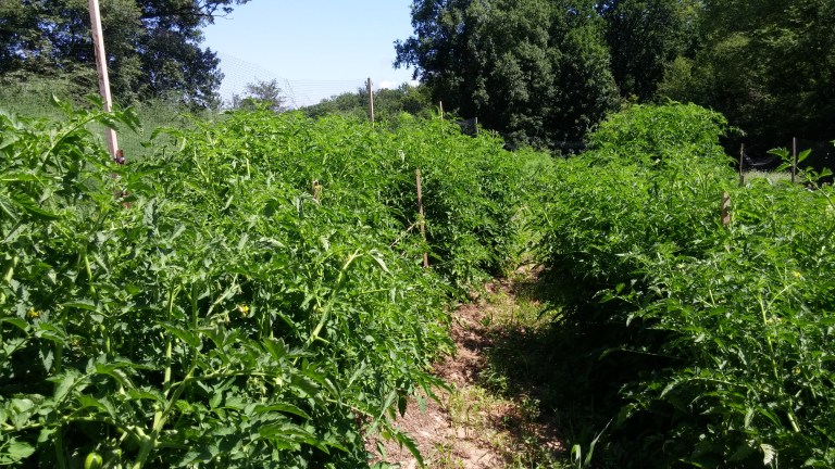 RU%20tomato%20plants[1].jpg