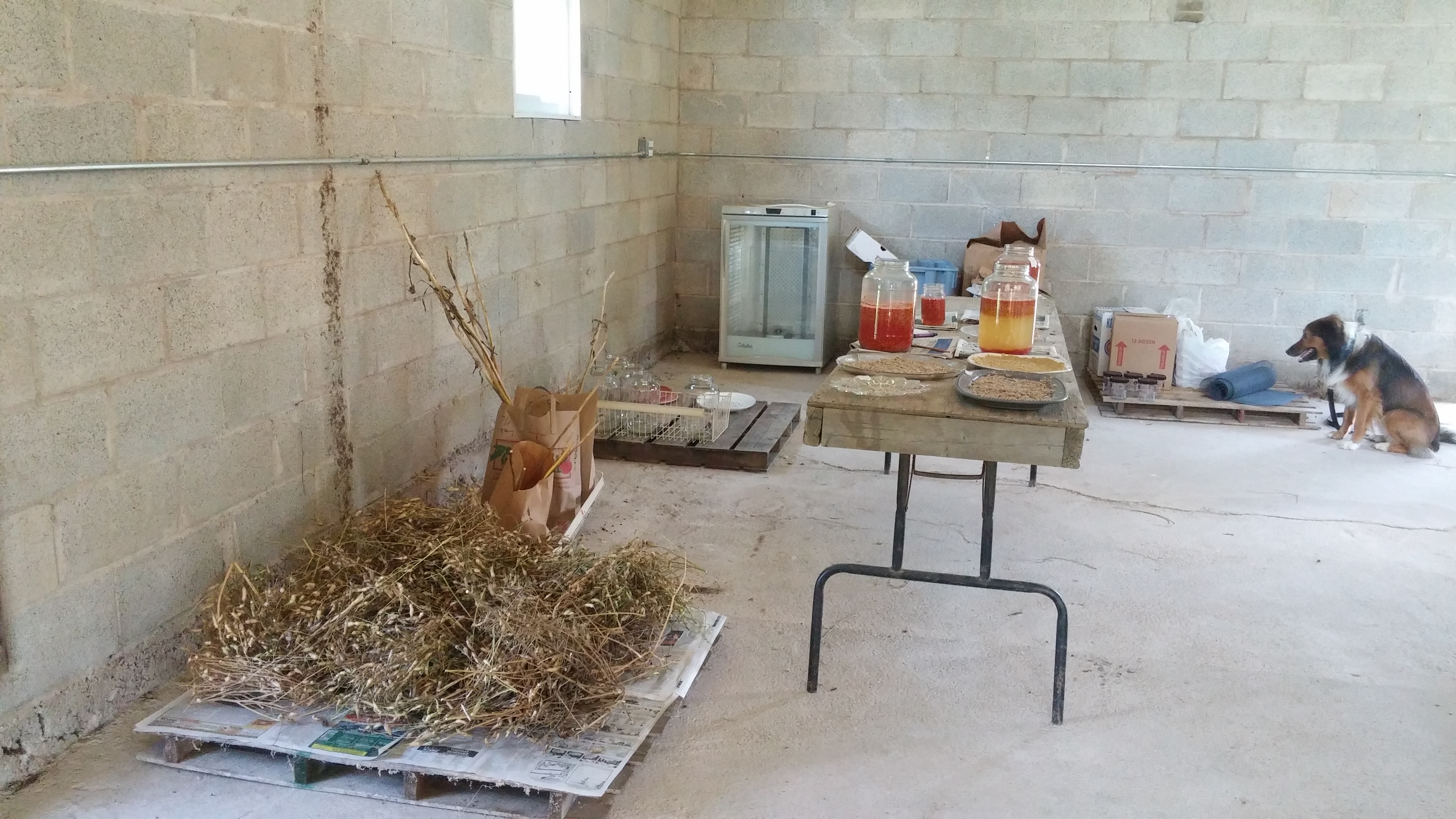 Seed Production 2015 – Hill Creek Farm