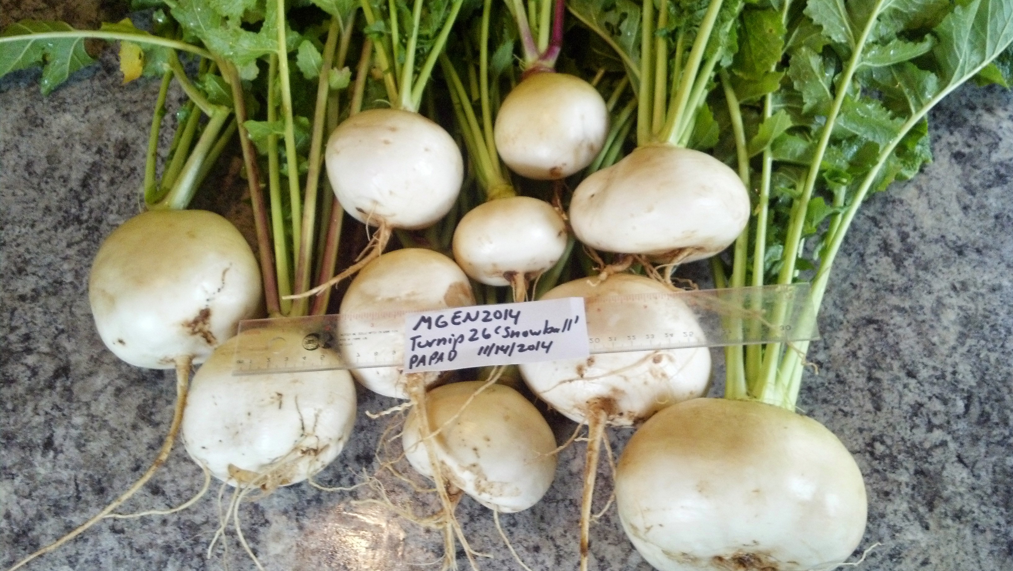 Snowball%20turnips%20greens%20and%20roots[1].jpg