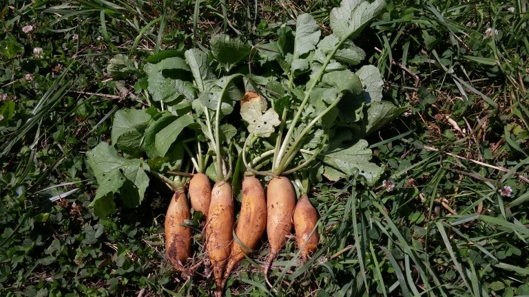 yradish%20out%20of%20ground[1].jpg