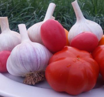 HCF garlic and tomatoes