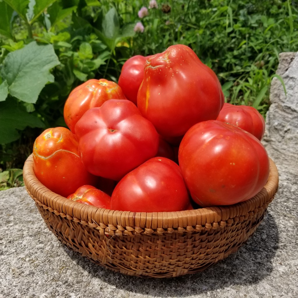 Canestrino Tomato  in basket